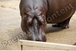 Head Hippopotamus